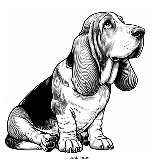 Basset Hound Looking Up