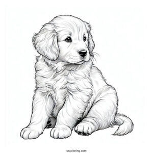 Golden Retriever Puppy Staring Into Distance