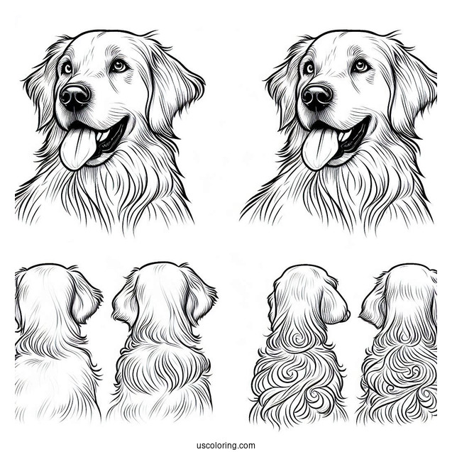 Adult Golden Retriever Coloring Page