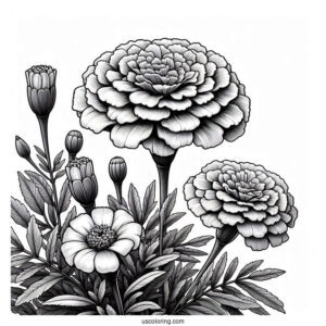 Flower Coloring Pages Of Realistic Pot Marigolds