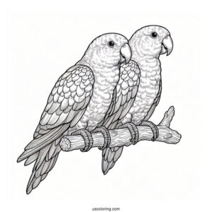 Two Detailed Eclectus Parrots To Color