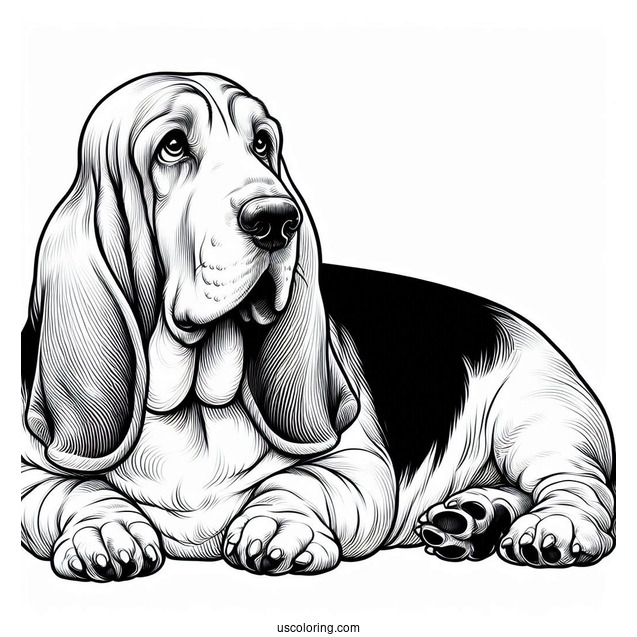Large Basset Dog Lying Down