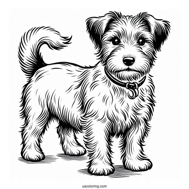 Furry Jack Russell Terrier