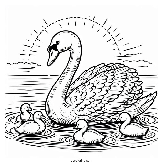 Swan Coloring Page Swimming With Cygnets