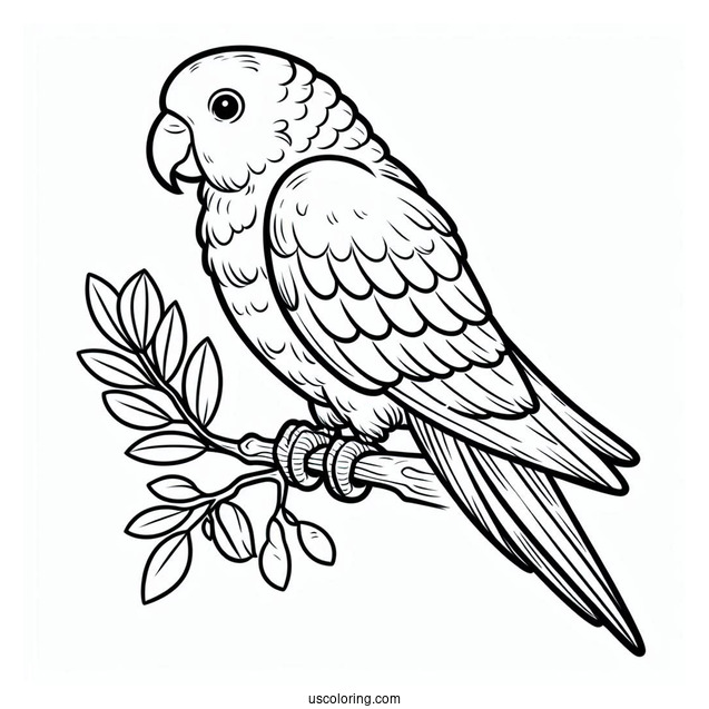 Simple Outline Of Parrot To Color