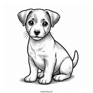 Jack Russell Terrier Puppy