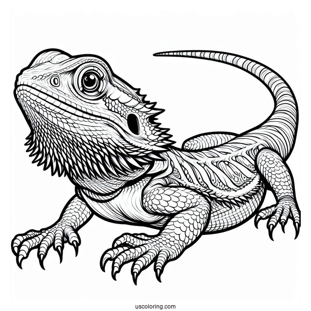 Central Bearded Dragon Lizard Coloring Page