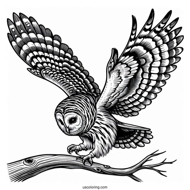 Barred Owl Swooping Down