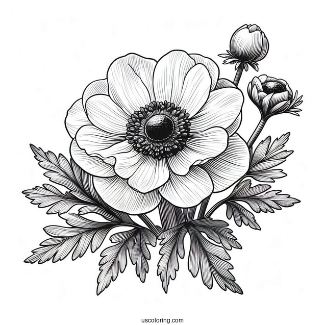 Flower Coloring Pages Of Realistic Anemone For Adults