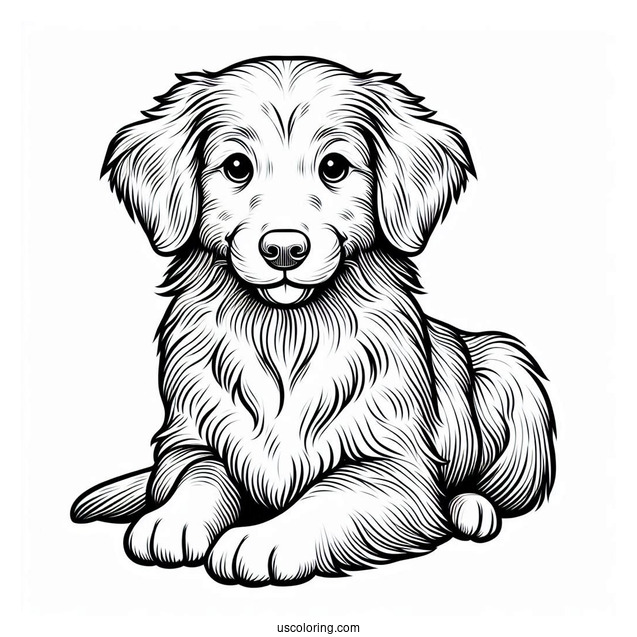 Nova Scotia Duck Tolling Retriever Dog