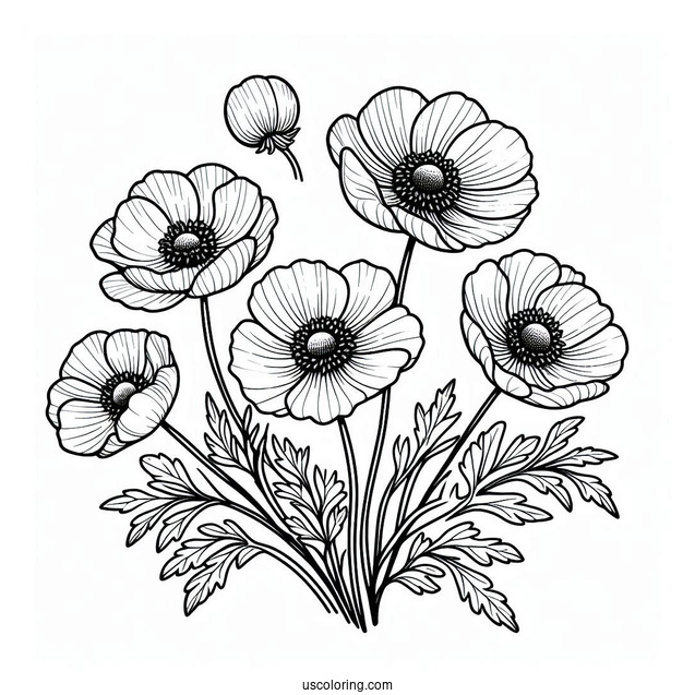 Flower Coloring Pages Of Poppy Anemones