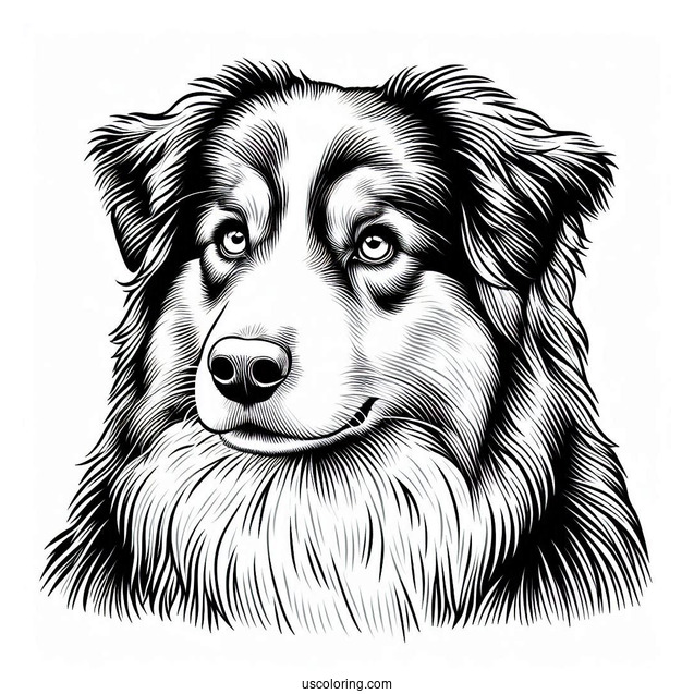 Coloring Page Of Realistic Australian Shepherd