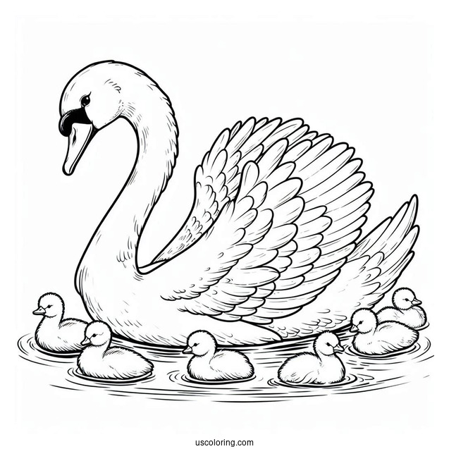 Swan Coloring Page Swimming With Cygnets