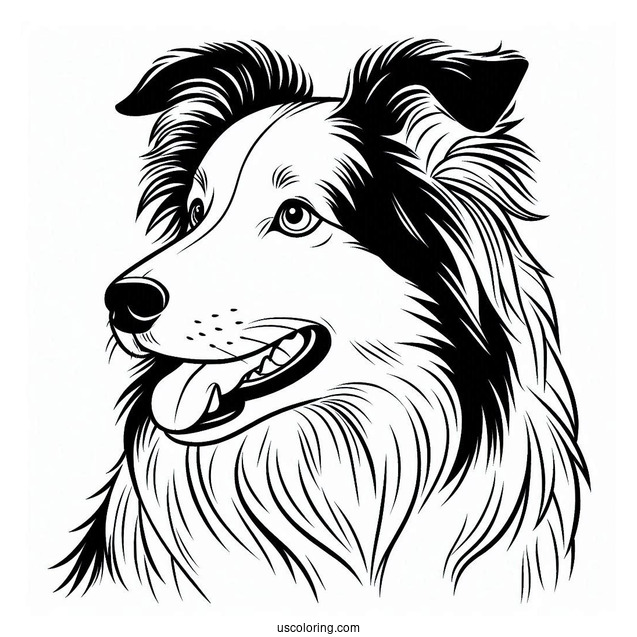 Coloring Sheet Of Border Collie Outline