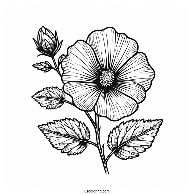 Flower Coloring Pages Of Swamp Rose Mallow Outline