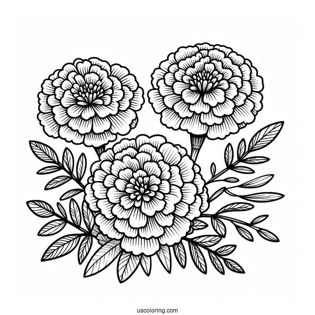 Flower Coloring Pages Of Three Marigold