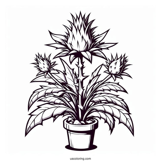 Homing Thistle To Color