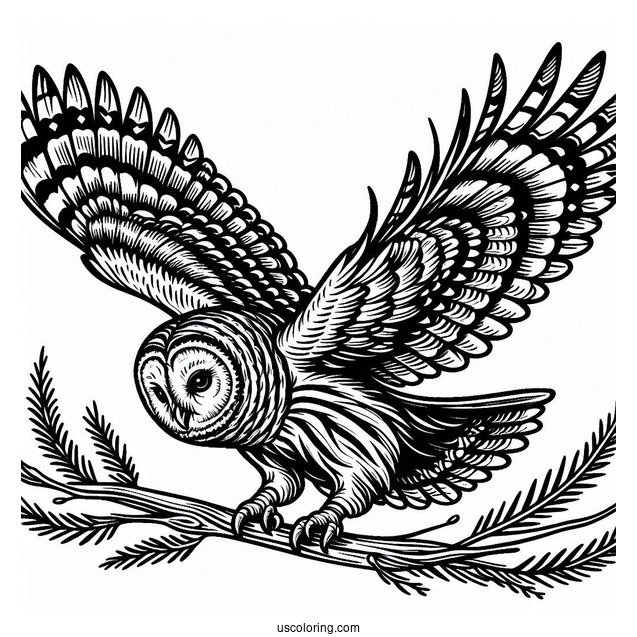 Barred Owl Swooping Down