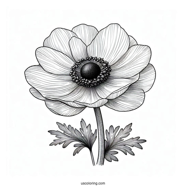 Flower Coloring Pages Of Realistic Anemone For Adults