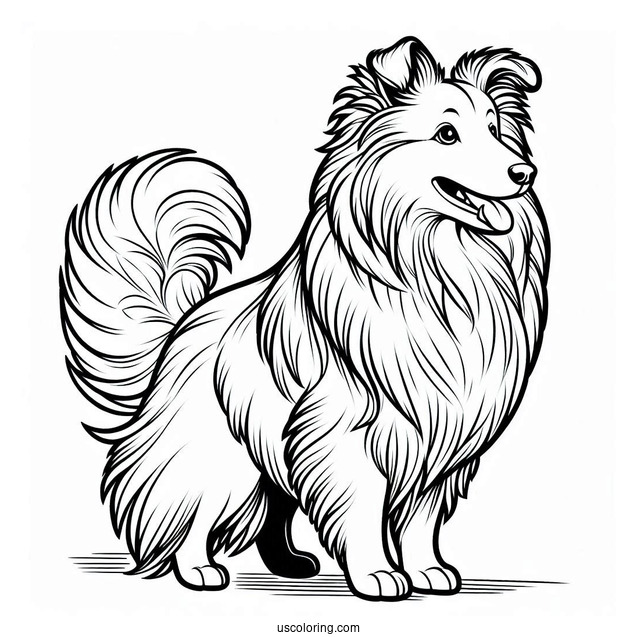 Sheltie Dog Outline For Coloring