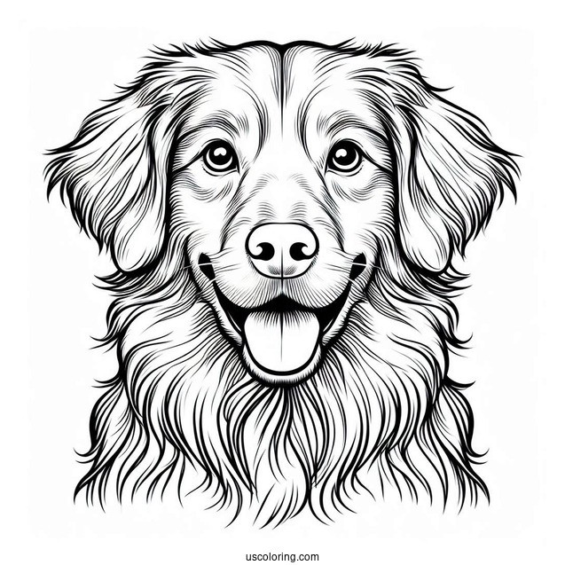 Nova Scotia Duck Tolling Retriever Dog