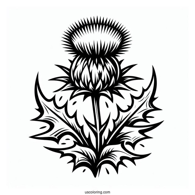 Homing Thistle To Color