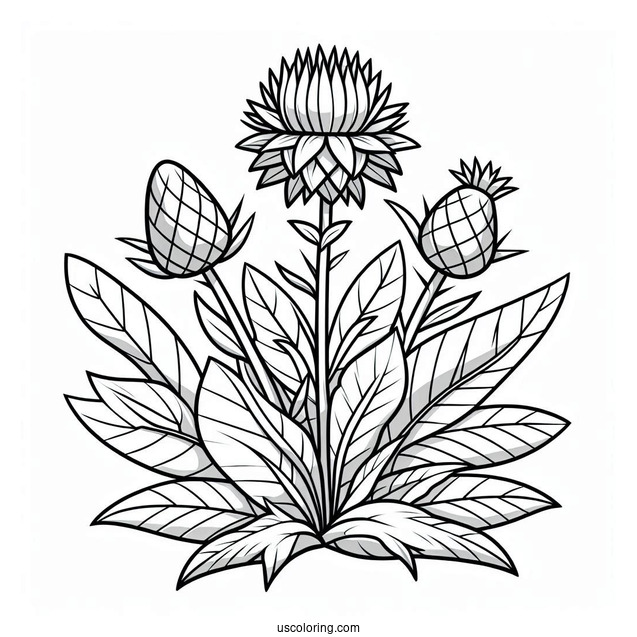 Homing Thistle To Color