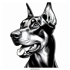 Close Up Of Alert Dobermann