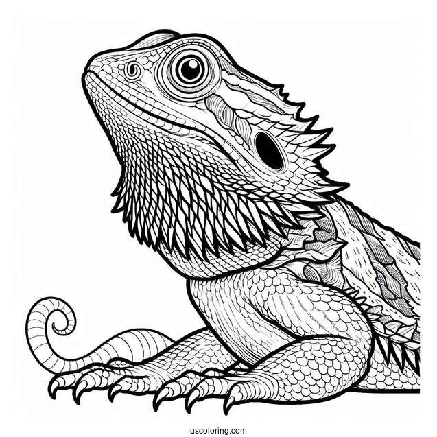 Central Bearded Dragon Lizard Coloring Page