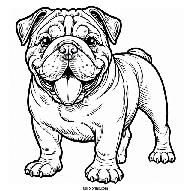 Friendly Adult Bulldog