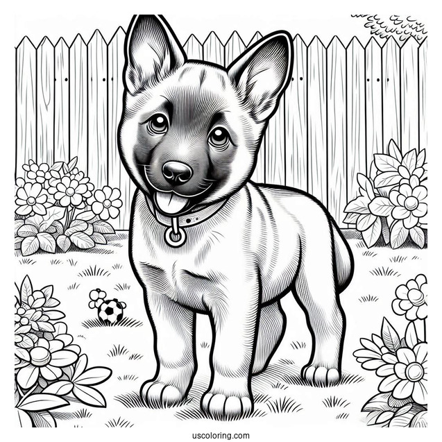 Belgian Malinois Puppy In Backyard