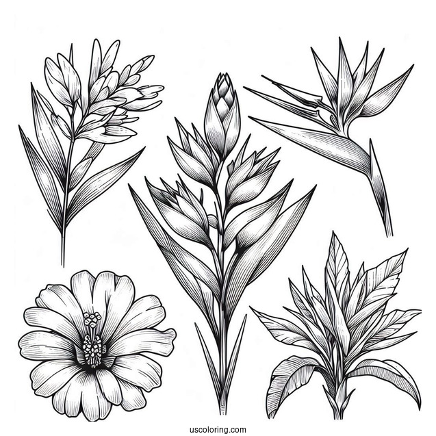 Flower Coloring Pages Of Exotic Tropical Orchid, Strelitzia, Hibiscus, Protea, And Calathea