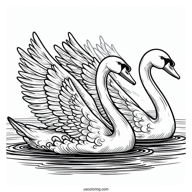 Two Adults Swan Coloring Page Swimming