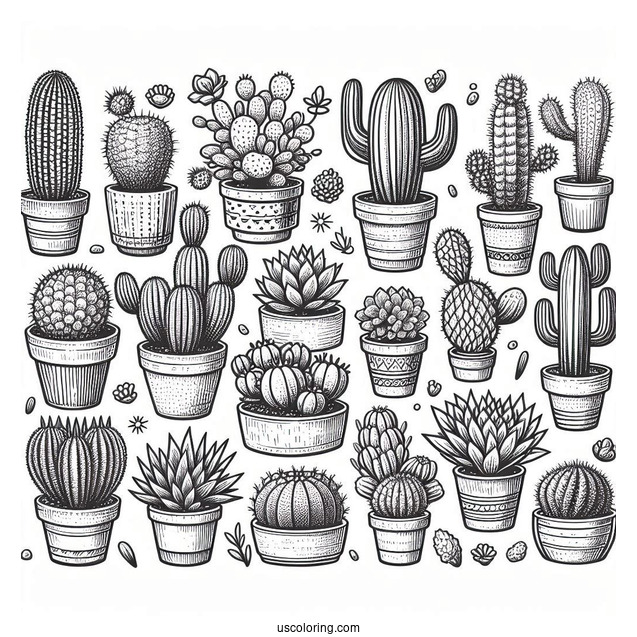 Assorted Cactus And Succulents In The Desert