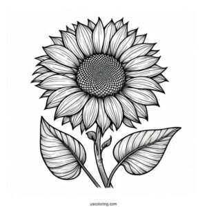 Big Petal Sunflower
