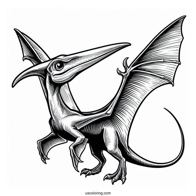 Pterodactyl Coloring Page With Sharp Beak