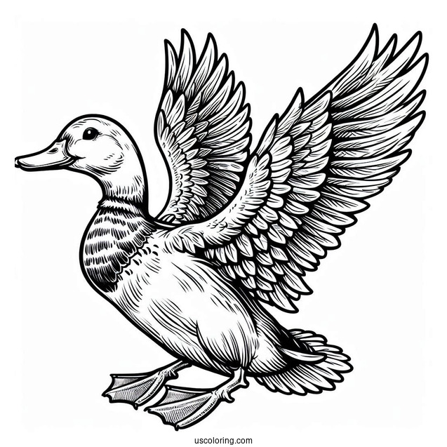 Mallard Duck Coloring Page