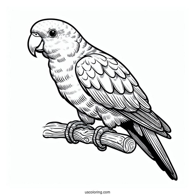 Senegal Parrot To Color