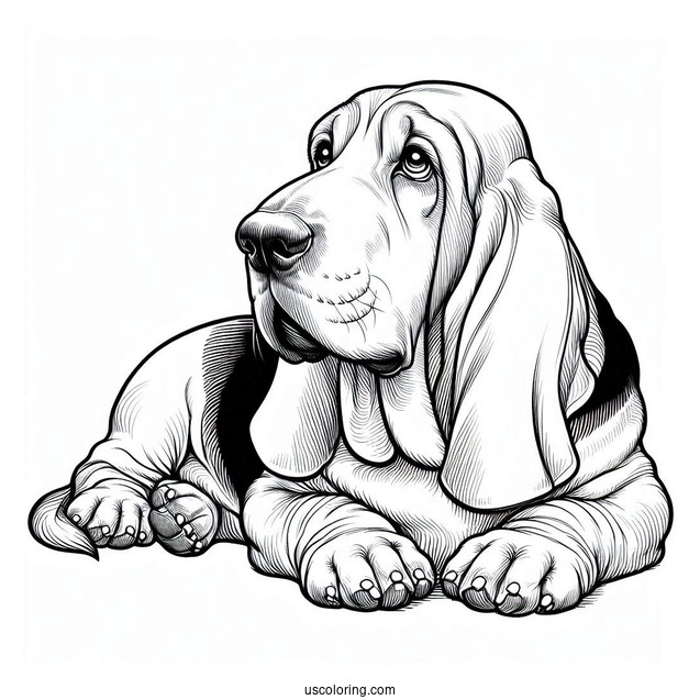 Large Basset Dog Lying Down