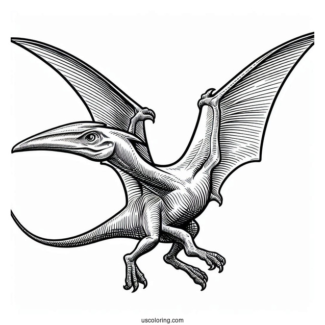 Pterodactyl Coloring Page With Sharp Beak
