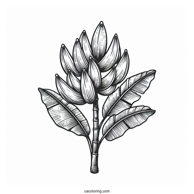 Banana Plant Coloring Page