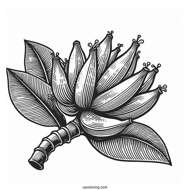 Banana Plant Coloring Page