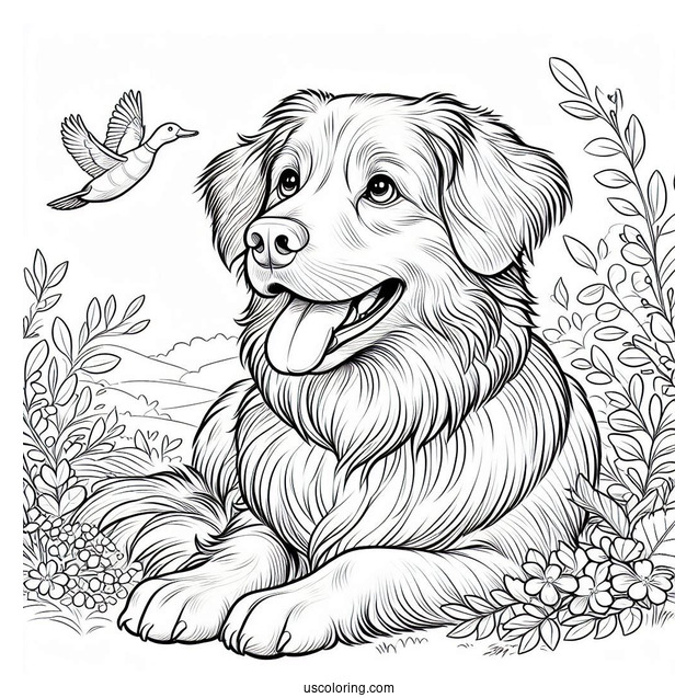 Nova Scotia Duck Tolling Retriever Dog