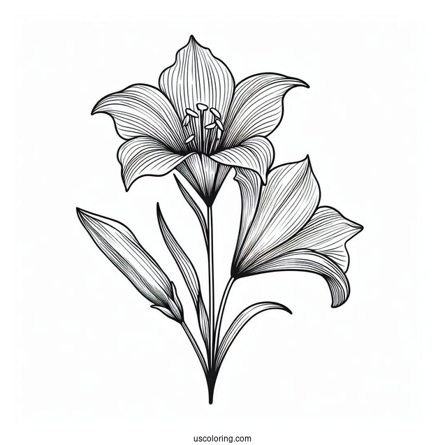 Flower Coloring Pages Of Mariposa Lilies Outline