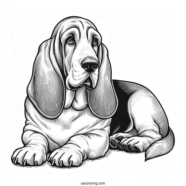 Large Basset Dog Lying Down
