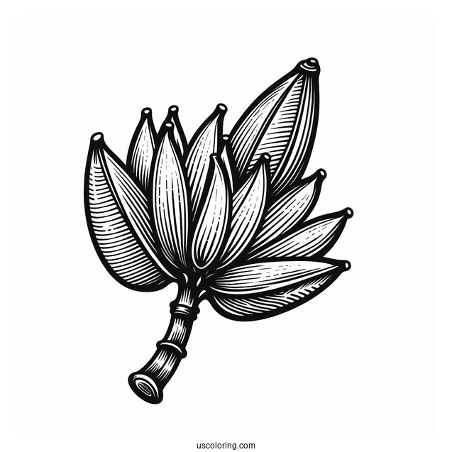 Banana Plant Coloring Page