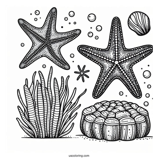 Cushion Starfish Coloring Page Next To Sea Sponges