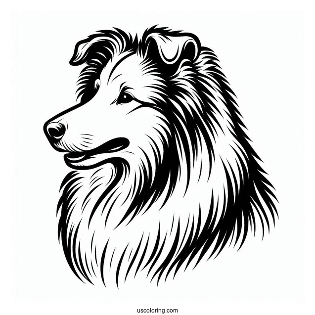 Easy Outline Of Rough Collie To Color