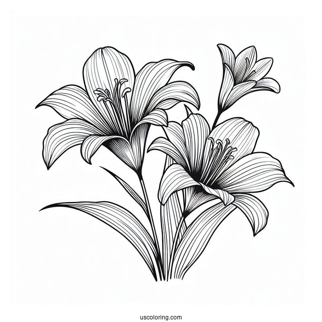 Flower Coloring Pages Of Mariposa Lilies Outline