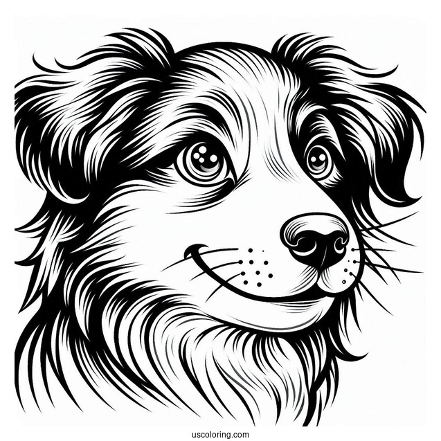 Playful Border Collie Puppy Face